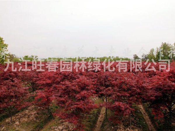 紅楓